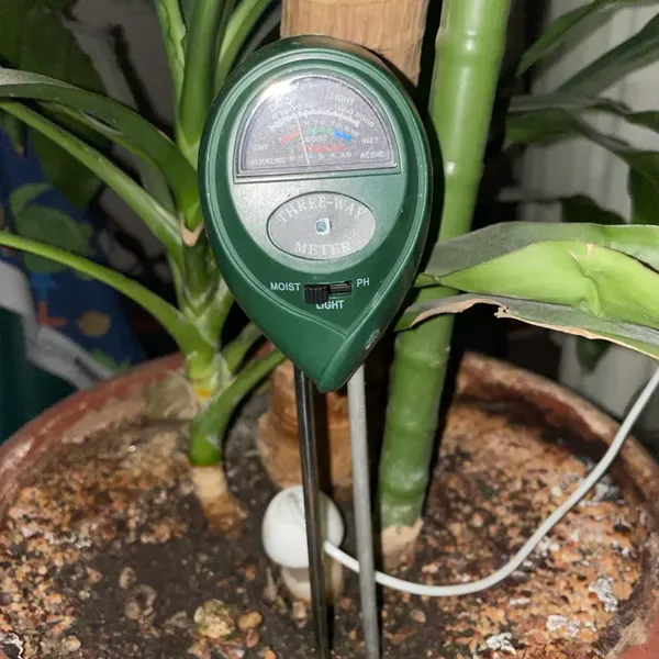 SoilSense soil meter in a terracotta pot, photo by verified buyer Tom H.